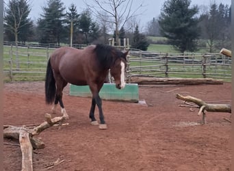 Lusitano, Gelding, 7 years, 16.2 hh, Brown