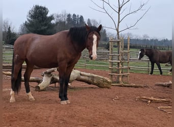Lusitano, Gelding, 7 years, 16.2 hh, Brown