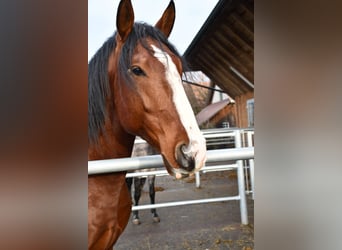 Lusitano, Gelding, 7 years, 16.2 hh, Brown