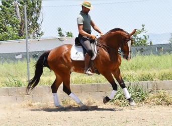 Lusitano, Gelding, 7 years, 16.3 hh, Brown