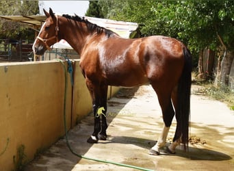 Lusitano, Gelding, 7 years, 16.3 hh, Brown