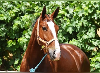 Lusitano, Gelding, 7 years, 16.3 hh, Brown