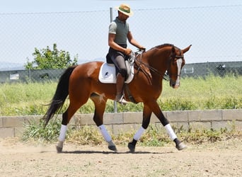 Lusitano, Gelding, 7 years, 16.3 hh, Brown