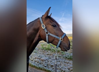 Lusitano, Gelding, 7 years, 16 hh, Bay-Dark