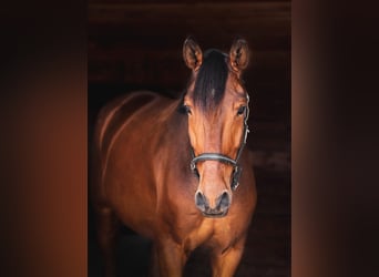 Lusitano, Gelding, 7 years, 16 hh, Brown