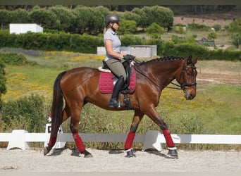 Lusitano, Gelding, 7 years, 16 hh, Brown