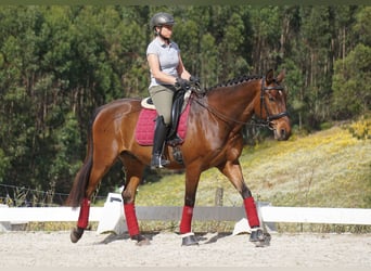 Lusitano, Gelding, 7 years, 16 hh, Brown
