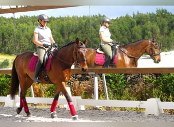 Lusitano, Gelding, 7 years, 16 hh, Brown