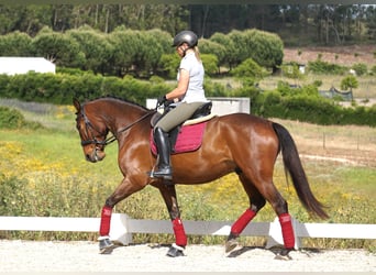 Lusitano, Gelding, 7 years, 16 hh, Brown