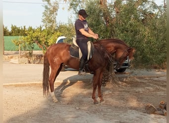 Lusitanos, Wallach, 7 Jahre, 16 hh, Dunkelfuchs