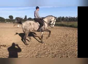 Lusitano, Gelding, 7 years, 16 hh, Gray