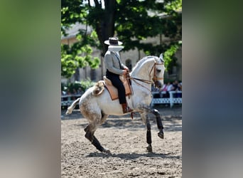 Lusitano, Gelding, 7 years, 16 hh, Grey-Dapple