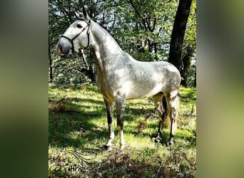Lusitano, Gelding, 7 years, 16 hh, Grey