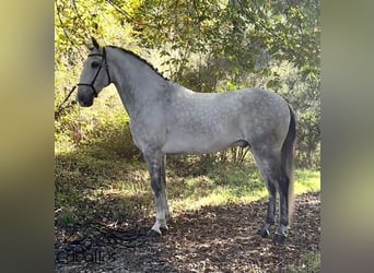 Lusitano, Gelding, 7 years, 16 hh, Grey