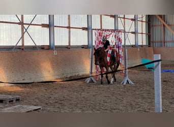 Lusitano, Gelding, 7 years, 16,2 hh, Brown