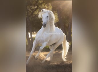 Lusitano, Gelding, 7 years, 16,2 hh, White