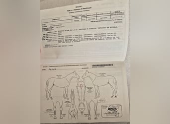 Lusitano, Gelding, 7 years, Bay