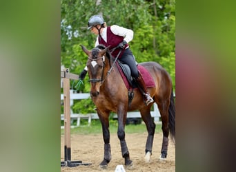 Lusitano, Gelding, 7 years, Bay