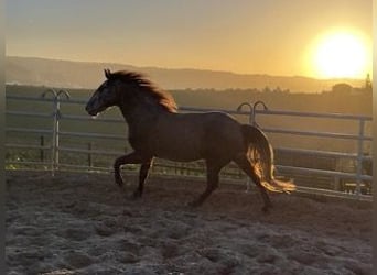 Lusitano, Gelding, 8 years, 14,2 hh, Dun