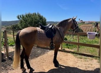 Lusitano, Gelding, 8 years, 14,2 hh, Dun