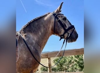 Lusitano, Gelding, 8 years, 14,2 hh, Dun