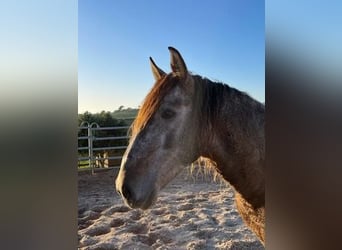 Lusitano, Gelding, 8 years, 14,3 hh, Dun