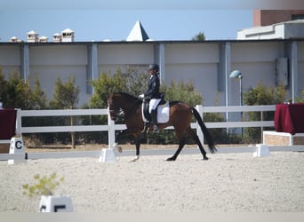 Lusitano, Gelding, 8 years, 15,1 hh, Brown