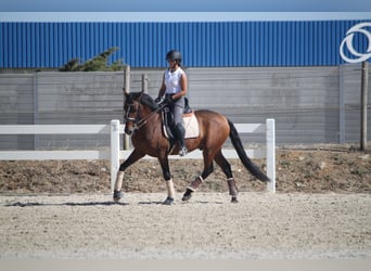 Lusitano, Gelding, 8 years, 15,1 hh, Brown