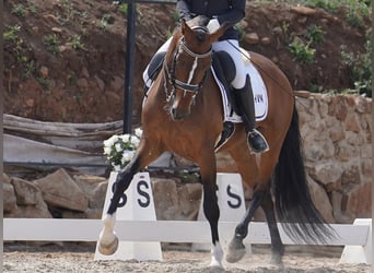 Lusitano, Gelding, 8 years, 15,1 hh, Brown