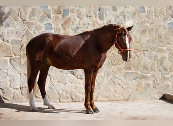 Lusitano, Gelding, 8 years, 15,1 hh, Chestnut-Red