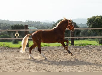 Lusitano, Gelding, 8 years, 15,1 hh, Chestnut-Red