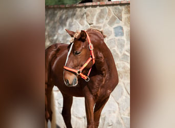 Lusitano, Gelding, 8 years, 15,1 hh, Chestnut-Red