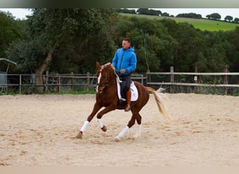 Lusitano, Gelding, 8 years, 15,1 hh, Chestnut-Red