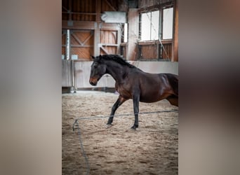 Lusitano, Gelding, 8 years, 15.2 hh, Brown