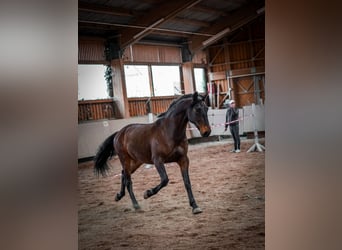 Lusitano, Gelding, 8 years, 15.2 hh, Brown