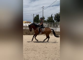 Lusitano Mix, Gelding, 8 years, 15.2 hh, Brown