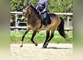 Lusitano Mix, Gelding, 8 years, 15.2 hh, Buckskin