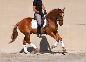 Lusitano, Gelding, 8 years, 15.2 hh, Chestnut-Red
