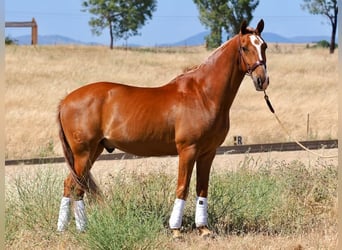 Lusitano, Gelding, 8 years, 15.2 hh, Chestnut-Red