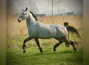 Lusitano Mix, Gelding, 8 years, 15.2 hh, Grey