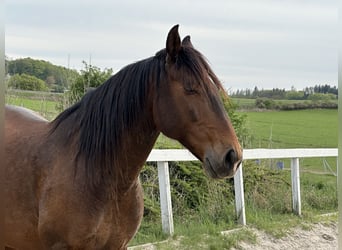 Lusitano, Gelding, 8 years, 15.3 hh, Bay