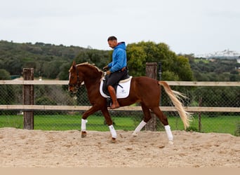 Lusitano, Gelding, 8 years, 15,1 hh, Chestnut-Red