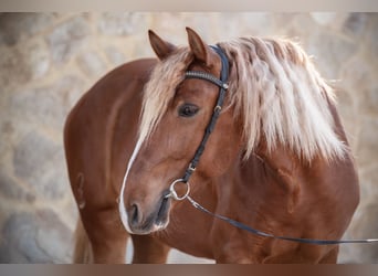 Lusitano, Gelding, 8 years, 15,1 hh, Chestnut-Red