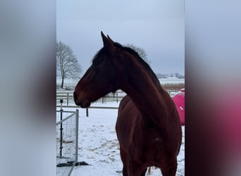 Lusitano, Gelding, 8 years, 15,2 hh, Bay-Dark
