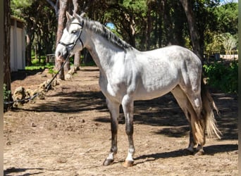Lusitano, Gelding, 8 years, 15,2 hh, Gray