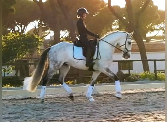 Lusitano, Gelding, 8 years, 15,2 hh, Gray