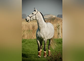 Lusitano Mix, Gelding, 8 years, 15,2 hh, Grey