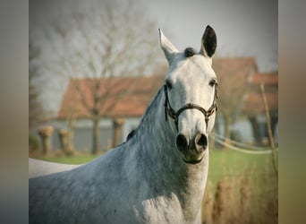 Lusitano Mix, Gelding, 8 years, 15,2 hh, Grey