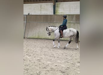 Lusitano, Gelding, 8 years, 15,2 hh, Grey