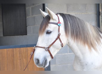 Lusitano, Gelding, 8 years, 15,2 hh, Grey-Red-Tan